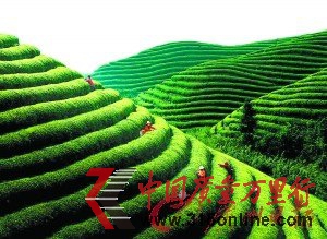 天價(jià)熊貓茶44萬(wàn)一公斤 網(wǎng)友質(zhì)疑其“想錢(qián)想瘋了”