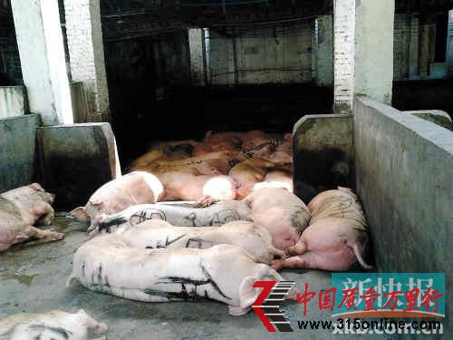 佛山肉聯(lián)廠承包商對(duì)豬血添加工業(yè)鹽制飼料 